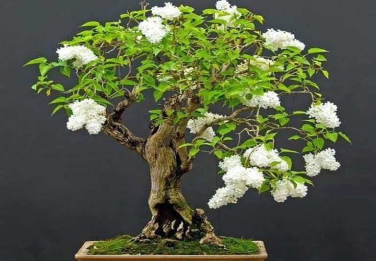 Lilac Bonsai: A Stunning Addition to Your Bonsai Collection