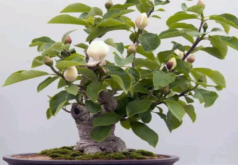 Magnolia Bonsai: A Blossoming Jewel for Bonsai Enthusiasts
