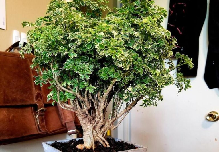 Ming Aralia Bonsai: A Beautiful and Unique Addition to Your Collection