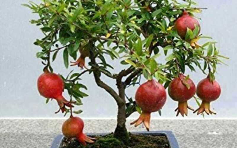 Pomegranate Bonsai Trees