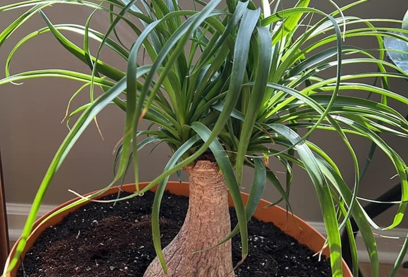 Ponytail Palm Bonsai