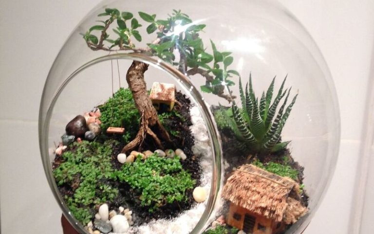 Terrarium Bonsai: A Miniature Indoor Garden of Serenity
