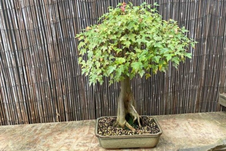 Trident Maple Bonsai: The Perfect Gift for the Green Thumb in Your Life