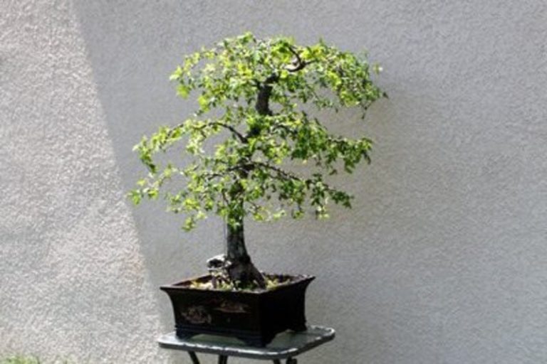 American Elm Bonsai: A Versatile and Resilient Tree for Bonsai Enthusiasts