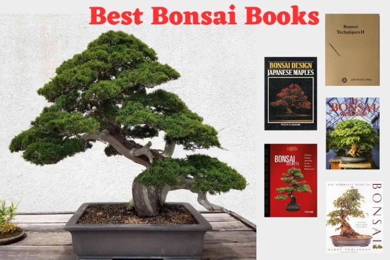 Best Bonsai Books: Explore your Options Today!