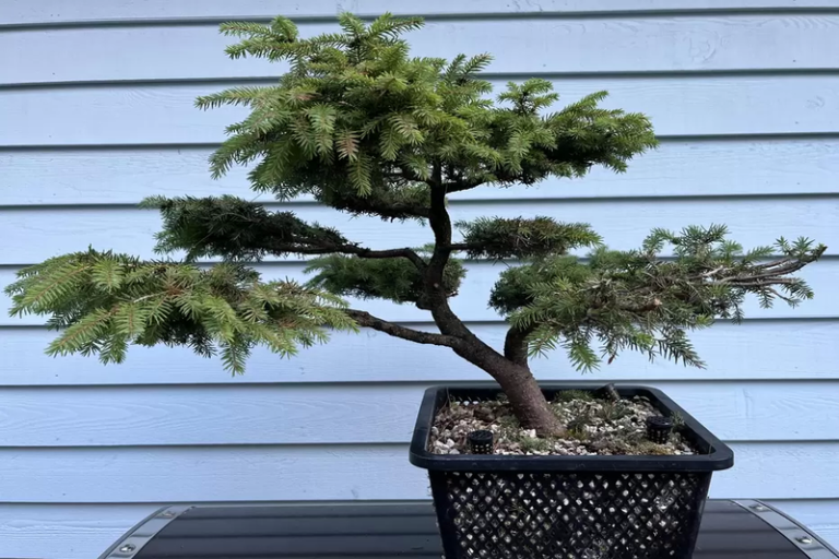 Birds Nest Spruce Bonsai: The Perfect Addition to Your Garden