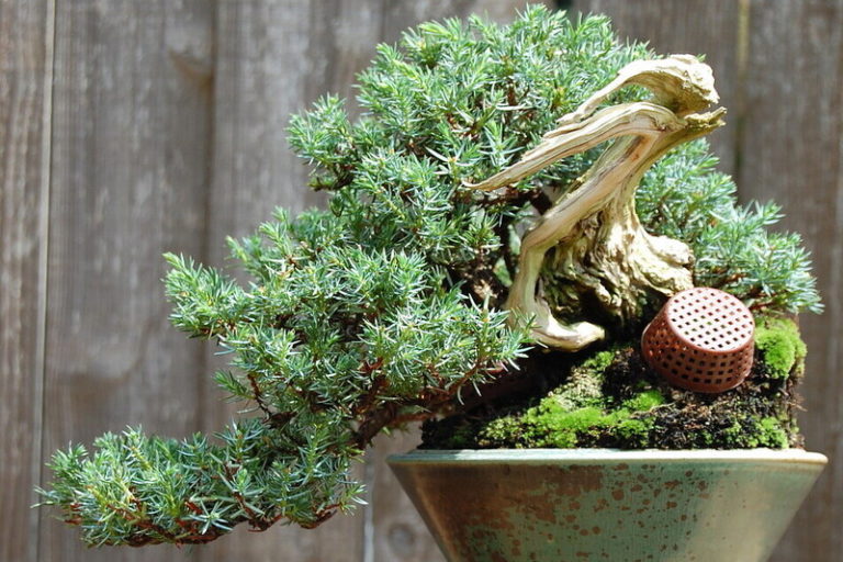 Blue Pacific Juniper Bonsai: Unveiling the Serenity of Nature