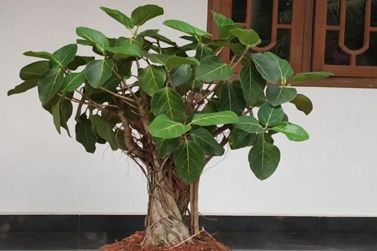 Bonsai Ficus Benghalensis: A Miniature Tree with Majestic Charm