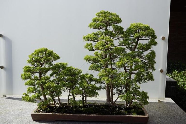 Bonsai Raft: Creating Harmony with Multiple Trees