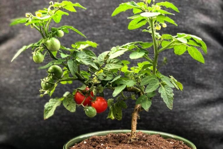 Bonsai Tomato: A Unique and Delicious Addition to Your Home Garden