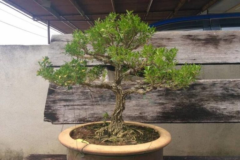 Boxwood Bonsai: A Classic and Timeless Addition to Your Collection