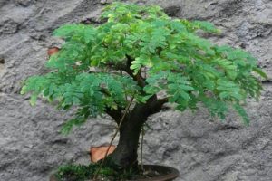 Brazilian Rain Tree Bonsai
