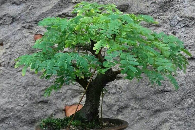 Brazilian Rain Tree Bonsai: A Symbol of Strength and Resilience