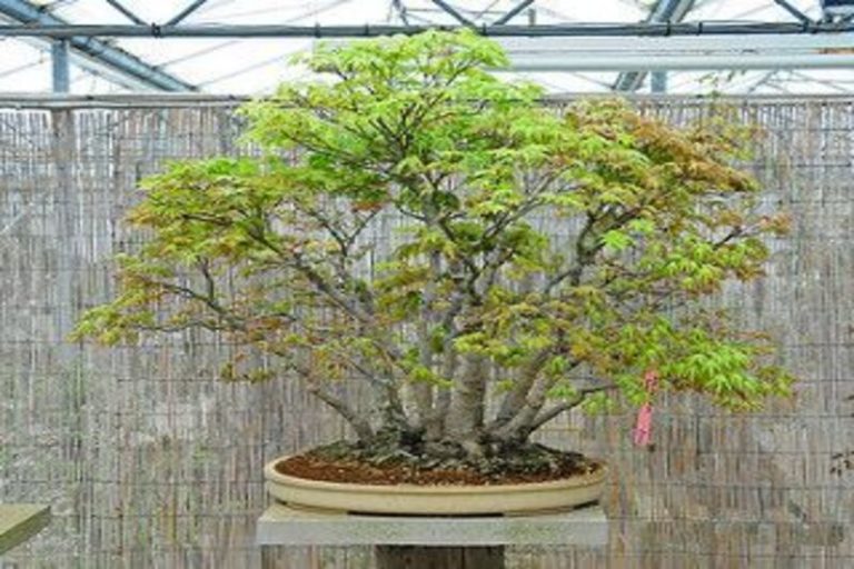 Clump Style Bonsai: A Captivating Art Form for Nature Enthusiasts