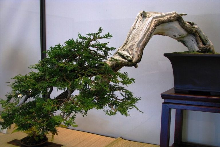 Eastern White Cedar Bonsai: A Natural Masterpiece for Your Home