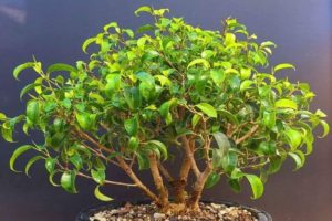 Ficus Too Little Bonsai