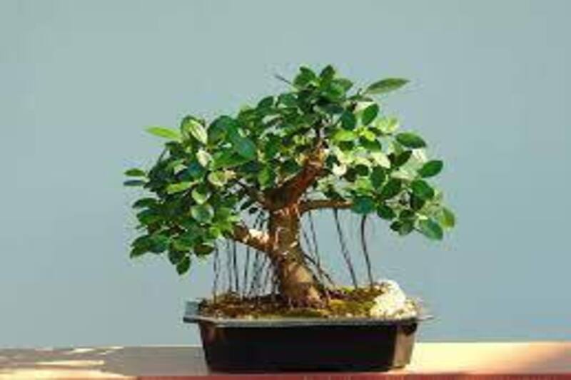 Green Island Ficus Bonsai