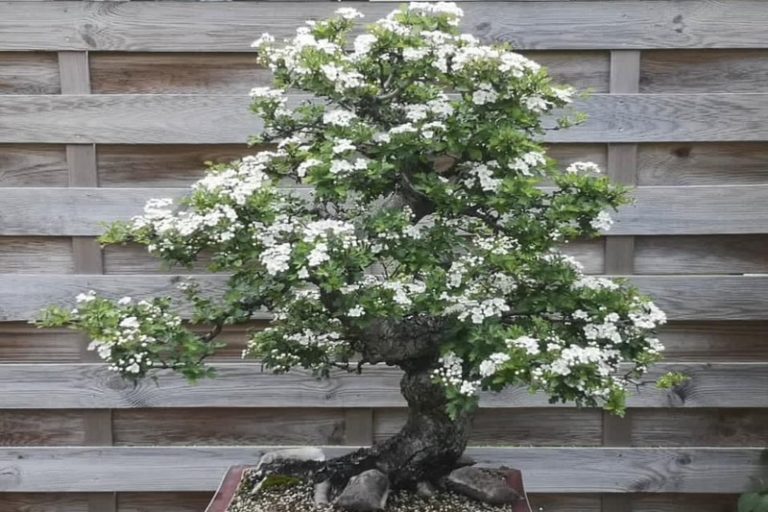 Hawthorn Bonsai: A Beautiful Addition to Your Bonsai Collection