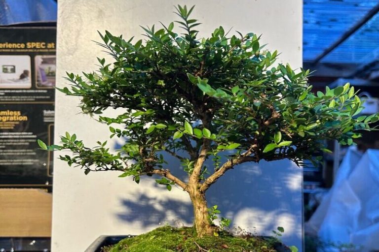 Honeysuckle Bonsai: Uncovering the Symbolism Behind this Bonsai Tree