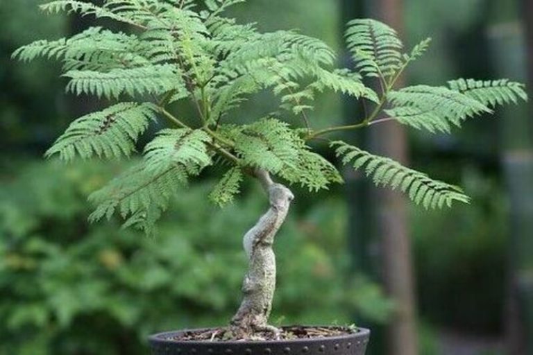 Jacaranda Mimosifolia Bonsai: The Miniature Tree with Majestic Beauty