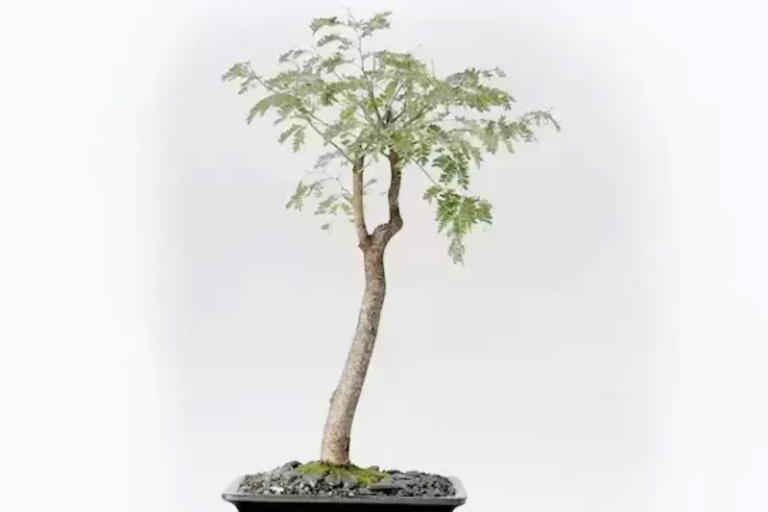 Mahogany Tree Bonsai: Captivating Your Senses with Miniature Majesty