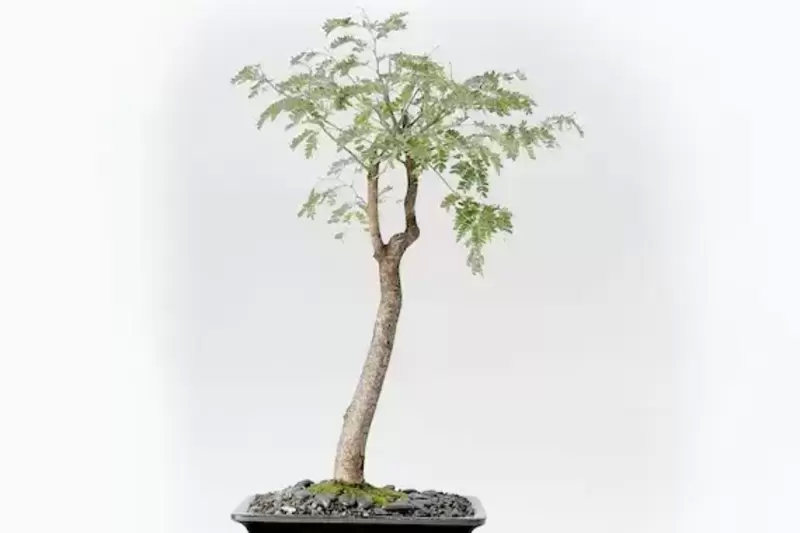 Mahogany Tree Bonsai