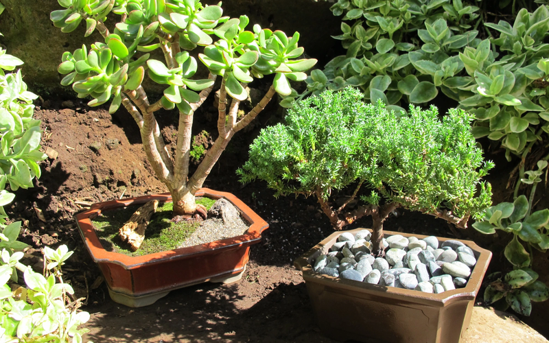 How to grow Maui Bonsai Agrimattic