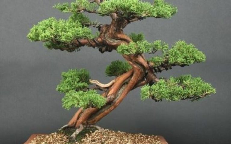 Moyogi Bonsai: Preserving the Spirit of Wild Trees in a Miniature Form