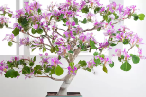 Orchid Bonsai Tree