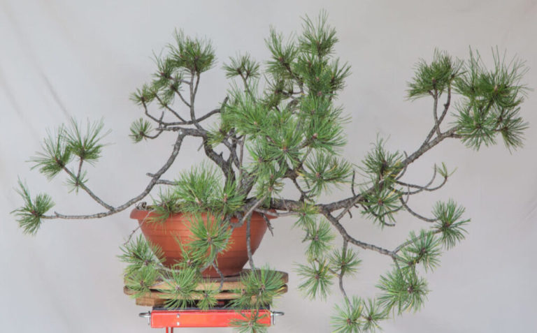 Pinus Nigra Bonsai: A Timeless Expression of Natural Grace