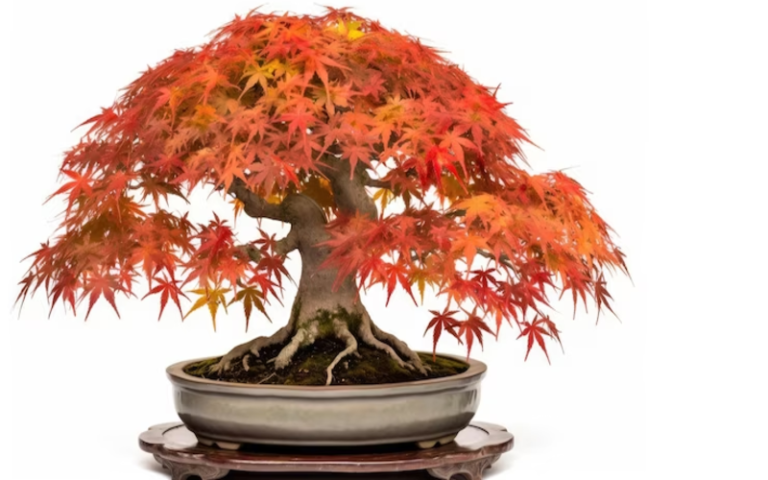 Red Dragon Maple Bonsai : A Stunning Addition to Your Garden