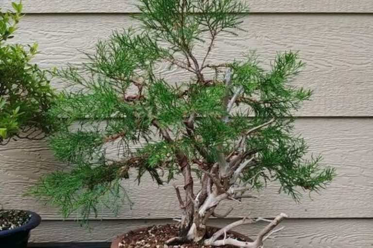 Sea Green Juniper Bonsai: Elevate Your Bonsai Collection with Its Graceful Presence