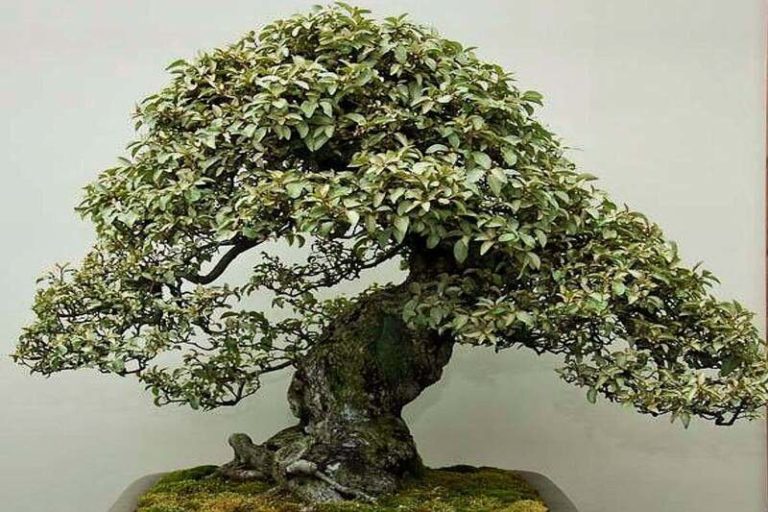 Silverberry Bonsai: Cultivating Nature’s Silver Elegance