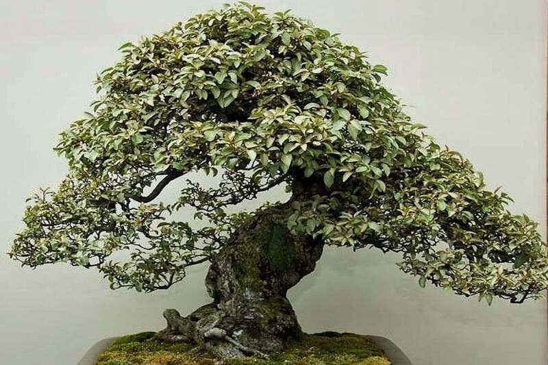 Image of Silverberry bush as a bonsai