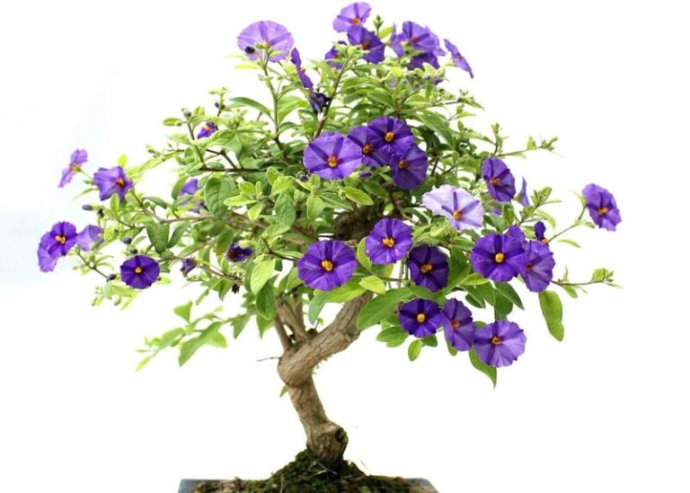 Solanum Bonsai: Unlocking the Art of Miniaturizing Nature
