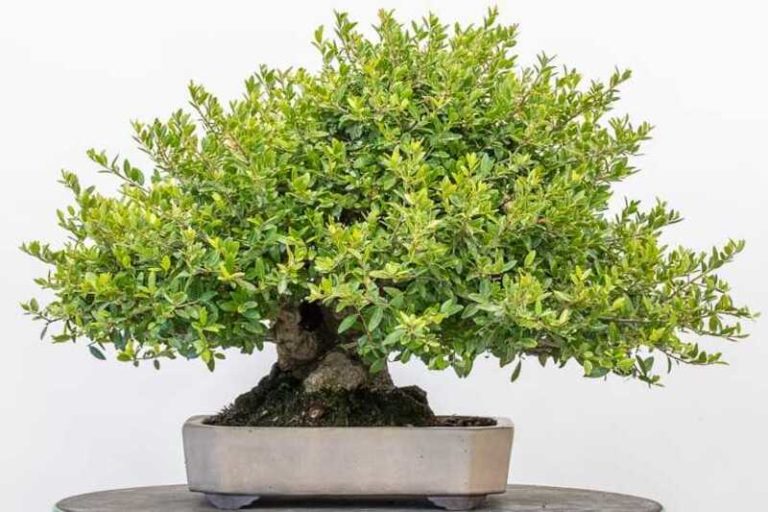 Yaupon Holly Bonsai: A Miniature Tree of Natural Beauty