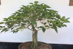 Bodhi Tree Bonsai