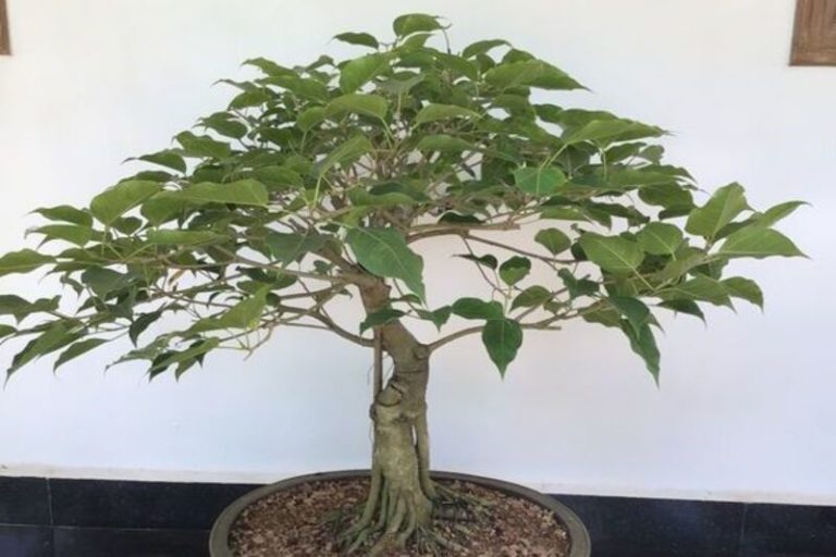 Bodhi Tree Bonsai: A Beautiful Art of Cultivating Peace