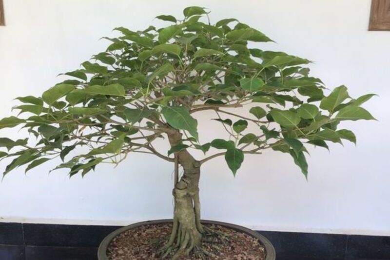 Bodhi Tree Bonsai
