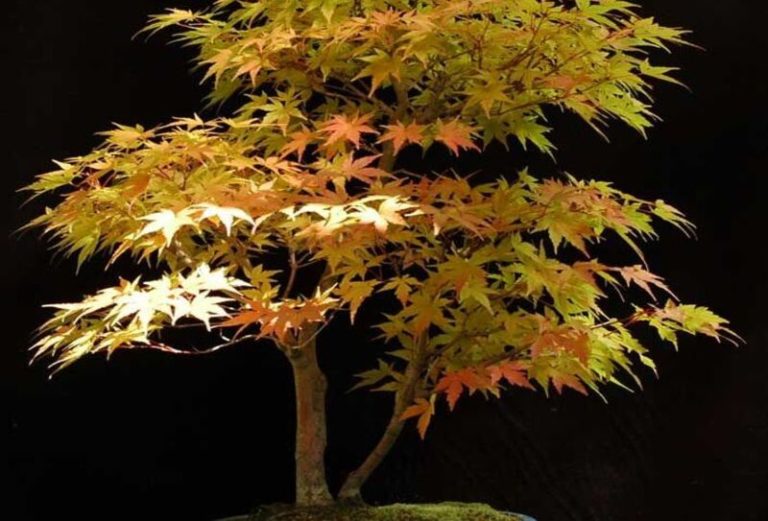 Coral Bark Maple: A Delightful Tree with Striking Red Bark