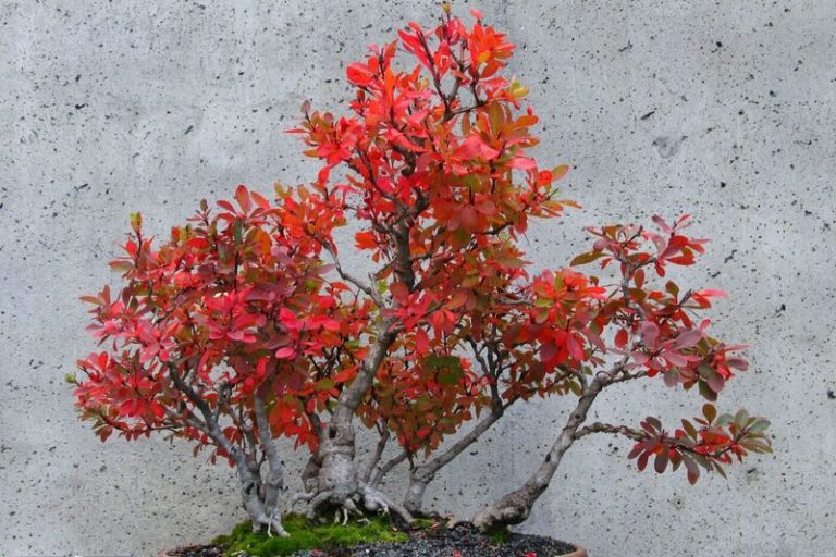 Barberry Bonsai: A Fascinating Blend of Nature and Artistry