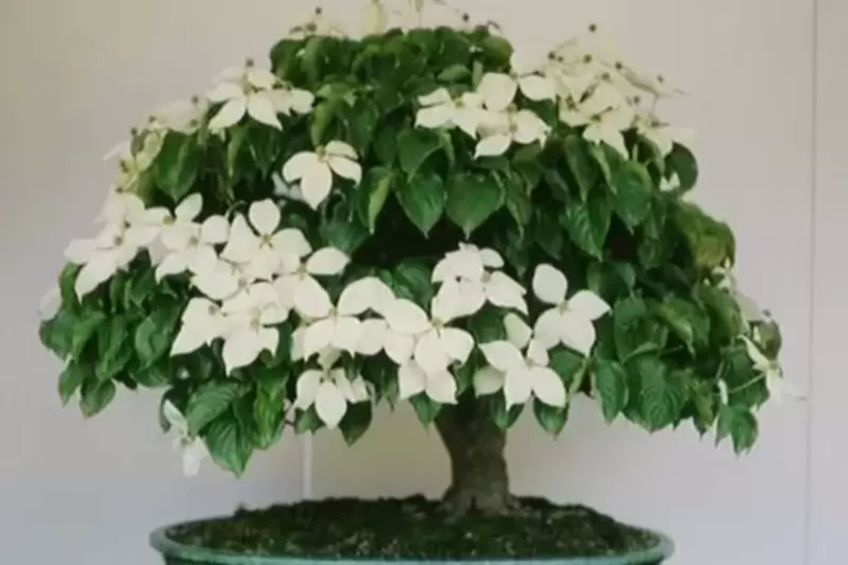 Bonsai Dogwood Trees: A Harmonious Blend of Art and Horticulture