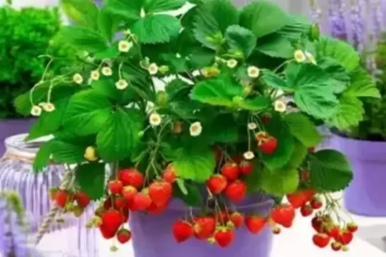 Bonsai Strawberry: Miniaturizing Nature’s Sweetest Treasures