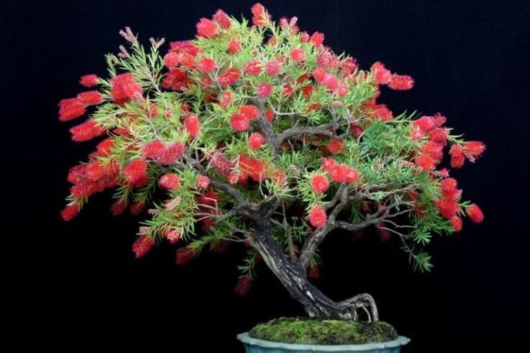 Bottle Brush Bonsai: A Fascinating Bonsai Tree with Vibrant Flowers
