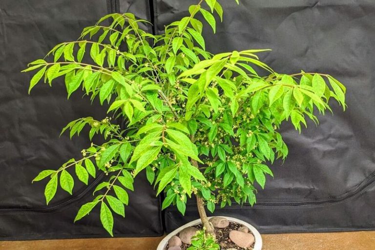 Burning Bush Bonsai: Bringing Nature’s Fiery Charm to Your Home