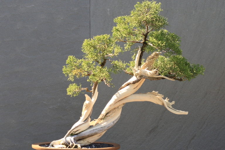 California Juniper Bonsai: A Symbol of Resilience and Grace
