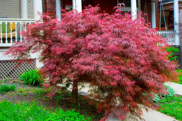Crimson Queen Japanese Maple Bonsai : A Timeless Classic for Garden Enthusiasts