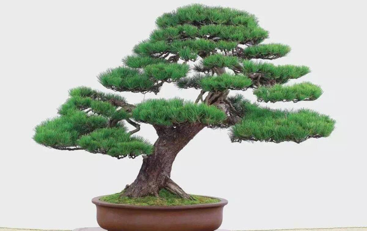 Japanese Red Pine Bonsai