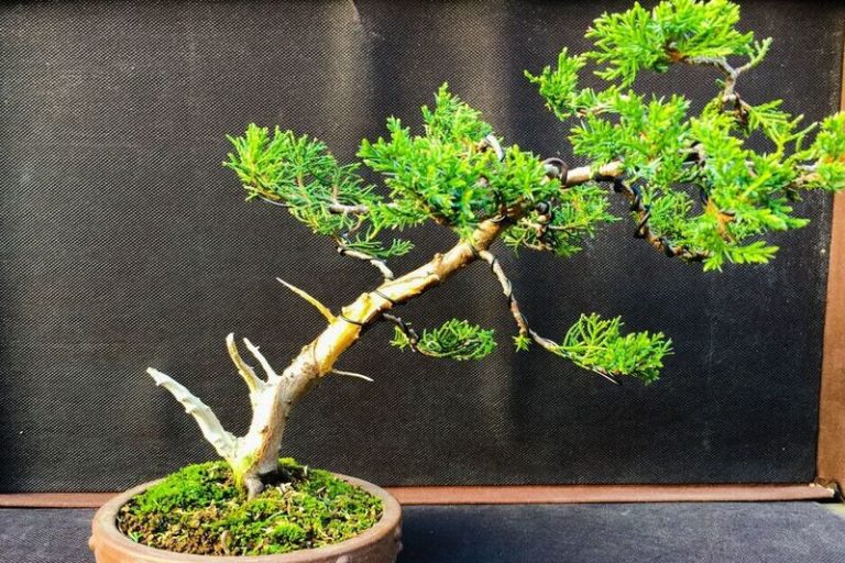 Juniperus Old Gold Bonsai: A Golden Delight for Bonsai Enthusiasts