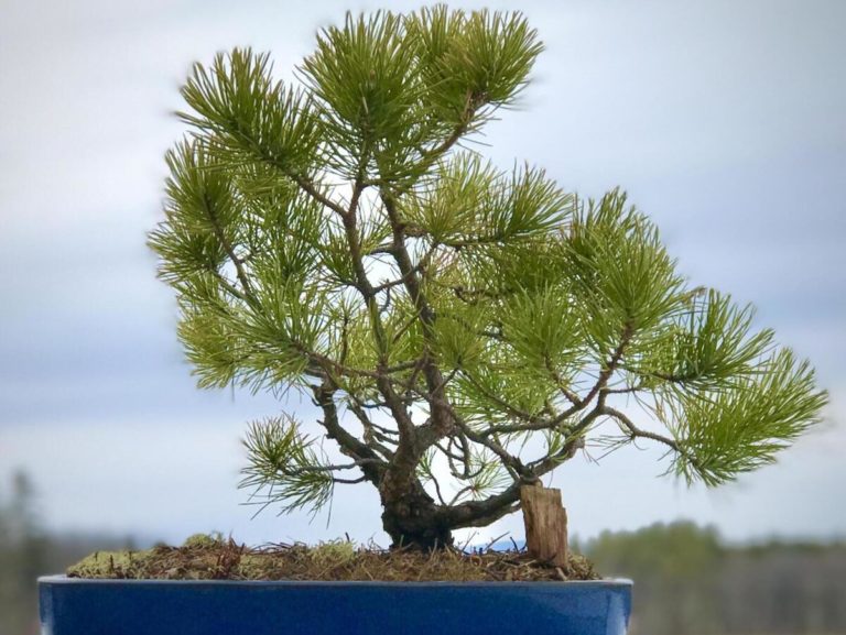 Pitch Pine Bonsai: Unveiling the Mystique of Miniature Trees